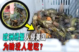 同样是蟹，中国大闸蟹供不应求，为啥美国绿蟹泛滥没人吃图片