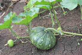 丝瓜、南瓜坐不住瓜，学会这几点，产量翻倍图片