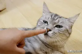 猫咪有这4种表现，说明它已经被宠坏了，你的猫中招了吗？图片
