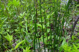 这种植物，不开花不结果，名字不好听，价值不一般，遇到别客气图片