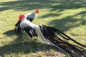 河南安阳发现一只怪鸟，尾羽达3.6米像凤凰，难道凤凰存在过？图片