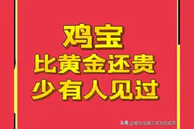 比黄金还贵，只有母鸡身上才会有的鸡宝，为什么如此值钱？图片