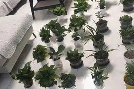 为何说新房除甲醛是在交智商税？听完专人分析，才知道自己做错了图片