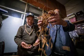 又是一年虫草季，你真的了解冬虫夏草吗？图片