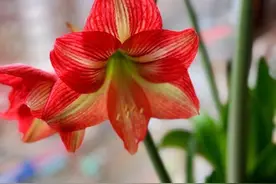 不适宜室内养的5种花，再漂亮也别养，有害有毒，放室外更合适图片