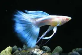 好繁殖的胎生鱼图片