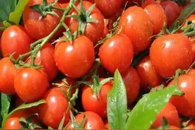 种植蔬菜，用土霉素防治病虫害，叶片浓绿，果实结的摘都摘不完图片