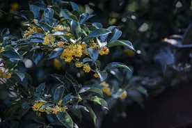 《汤姆叔叔的小屋》：层次越高的人，越懂得克制优越感图片