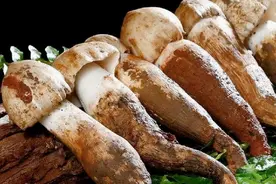 云南“菌宝”鸡枞菌狂涨价，今年卖1200元一斤，能人工种植吗？图片