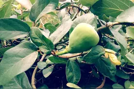 薜荔果分公母，靠专一、唯一的小蜂传粉，一种果实可做冰粉的植物图片