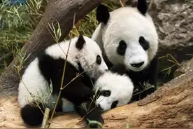 国外最爱熊猫的四个国家，最后一个熊猫简直过着帝王般的生活！图片