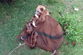 狗狗一家被装在麻袋丢弃，狗妈尽力护着8只幼崽：别怕，有我在呢图片