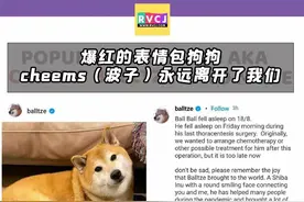网红狗cheems去世，数万网友泪奔：我的表情包还是离开了我...图片