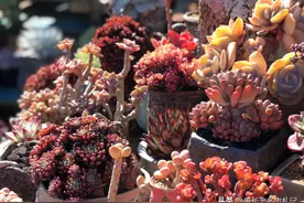 多肉轻轻一动就会晃？其实是6种因素造成的，老肉友一般这样处理图片