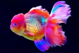 绕不过去的金鱼——泰狮图片