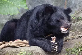 装死逃生！黑龙江男子被黑熊袭击后倒地装死，装死真能骗过熊？图片