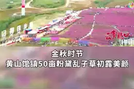 龙口市黄山馆镇50亩#粉黛乱子草 盛开，粉色云雾，如梦如幻#喜迎二十大#奋进新征程#绝美秋色图片