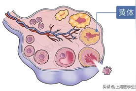 移植后用黄体酮，是不是试管做出来的胚胎发育都不好，所以才需要保胎呢?图片