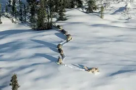 故事：战士雪地迷路遭群狼围攻，手持步枪突围，对抗三天三夜图片