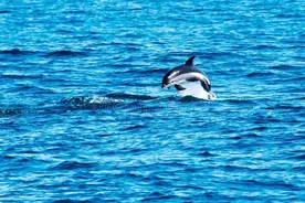 2017“海豚”外挂案（上）图片