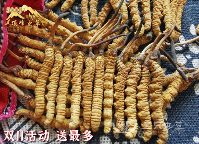 详解冬虫夏草泡酒方法：酒的度数、虫草比例、泡多长时间，怎么吃