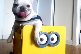 “时尚教主”法斗，为何养的人越来越少？这5点你也接受不了图片