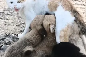 流浪猫独自照顾4只小狗，身子再弱也要去讨食，无私母爱令人动容图片