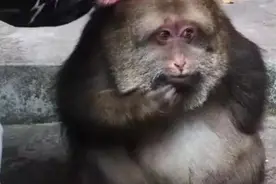 全网夸的独臂猴“德不配位”，咬伤相伴多年的寺庙师太？图片