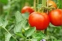 史上最详细西红柿（番茄）盆栽种植攻略，让你种出完美番茄图片