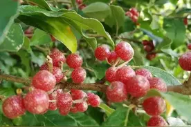 荒野奇遇：博主牛牛与牛奶子的幕后故事，一场关于自然奇迹的探险图片