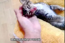 女子救下被泼开水猫崽，当事人、事发餐厅及相邻餐厅均被网暴图片