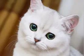 银渐层怎么看品相图片