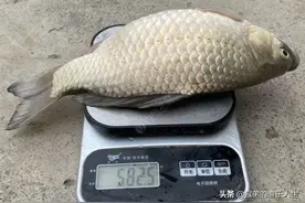 鲫鱼能长多大？有些鲫鱼大到不敢想象，一大家子人都吃不完图片