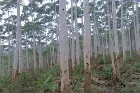 人工林负面舆论不断！桉树为何被称为“断子绝孙树”？是另有隐情图片