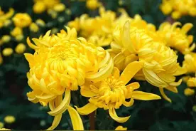 咏菊诗当属黄巢写的最好，有意境有思想上层次图片