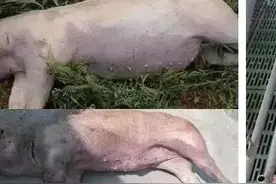 猪丹毒！防与治图片