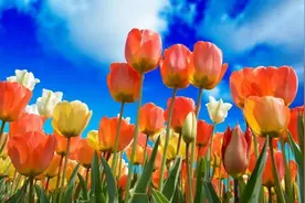 7种“大毒花”，开花漂亮但毒性大，很多人养了却不知道图片