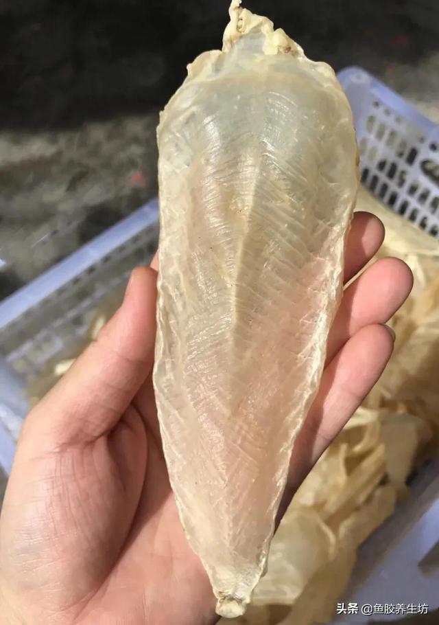 巴沙鱼胶的功效 2026年巴沙鱼胶的功效与禁忌