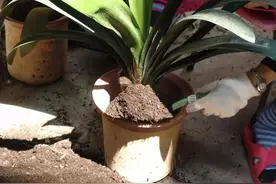 养花旧土不要扔，加入2种“料”拌一拌，旧土变新土，养啥旺啥图片