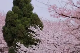 三大场景！贵安樱花园沉浸式实景演出节目单get√图片