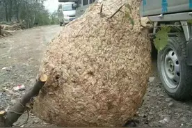 男子从树上摘下巨大蜂窝，居然重达百斤，还有药用价值图片