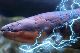 对别人狠对自己更狠的电鳗，一言不合，就敢把自己电成烤鱼图片