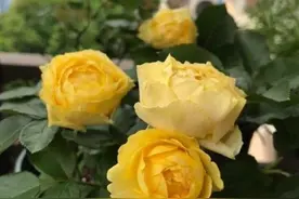 温度高，月季招虫害，先用化学杀虫，后用物理杀虫，管用图片