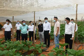 张坚雄率队到雷州、徐闻调研乡村振兴、人民法庭工作图片