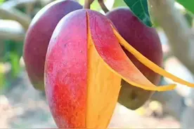 海南的水果特产有哪些？你知道几种？图片