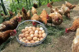 元旦肉菜行情：鸡价、蛋价旺季抬不动，牛羊肉走高，菜价怎么样？图片