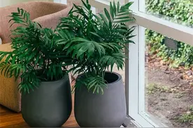 十种最受欢迎的办公室绿植，你喜欢哪一种？图片