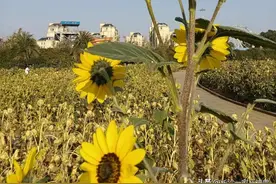 抢先看2023年湖南省高考前30名学校排行榜（600分以上）新鲜出炉图片