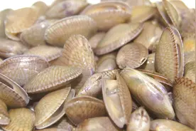 清洗花蛤时，放油盐是大错！海边人教你一招，1分钟花蛤疯狂吐沙图片