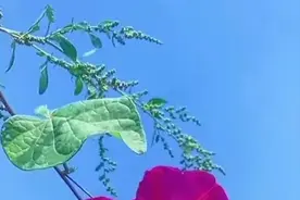 教师住房公积金好几个月没打卡了？这就有点严重了，你也查看下吧图片